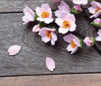 Cherry Blossom Craft For Early Learners image